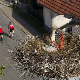 Touren im Spreewald