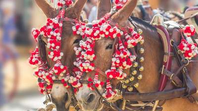 Incentive Reise Gruppenreise Spanien Madrid Esel