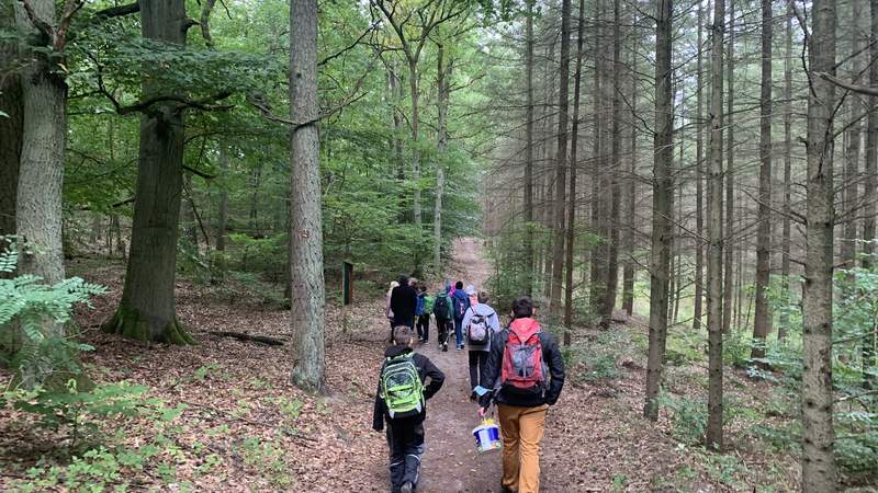 Wanderung zu wild lebenden Honigbienen