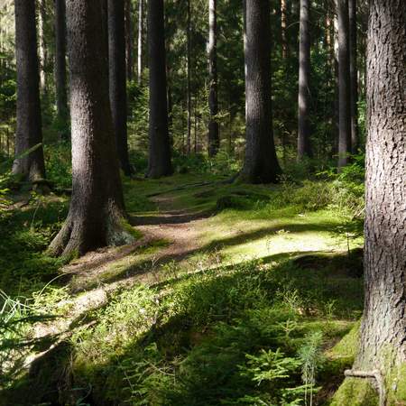 Waldbaden - Shinrin Yoku