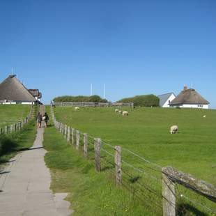 Blick auf die Hamburger Hallig Hamburger Hallig - per Bahn zur Halbinsel
