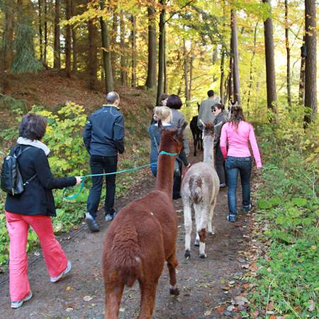 Mit dem Lama ab in die Natur!