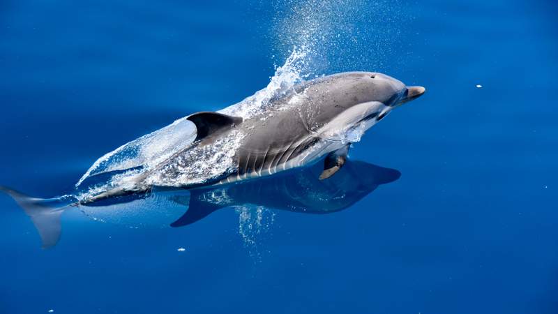 Delphin im Mittelmeer von Monaco