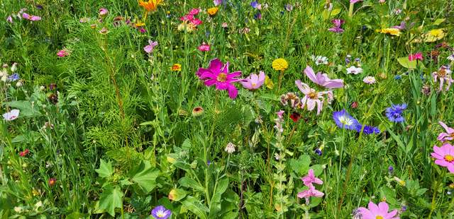 Wildkräuterführung