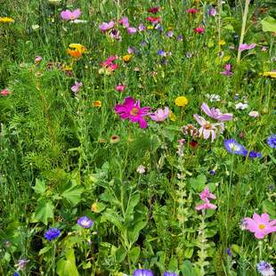 Wildkräuterführung