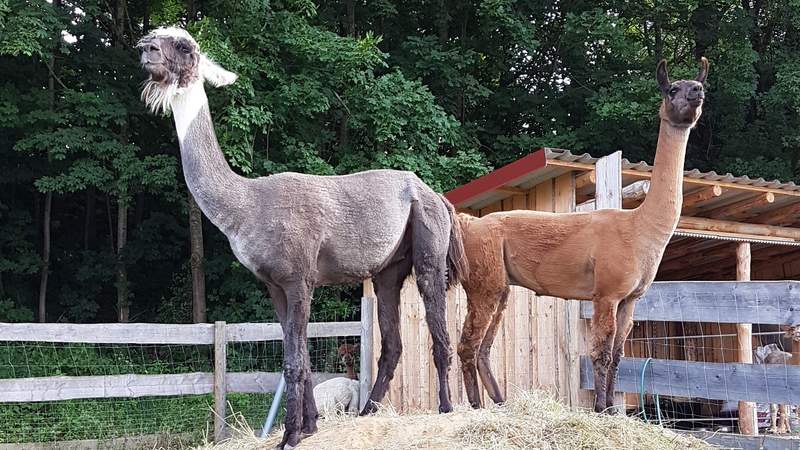 Lama- und Alpakawanderung durchs Mindeltal