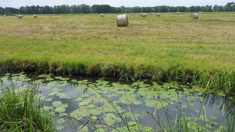 Paddeln im Spreewald