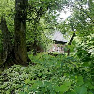 Uriger Hochwald Spreewald