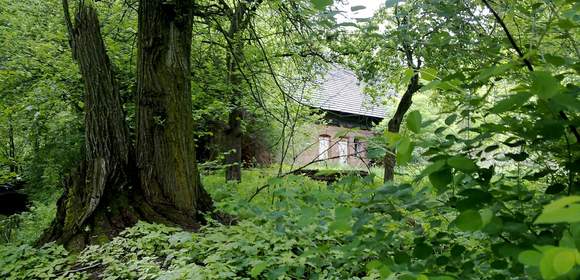 Uriger Hochwald Spreewald