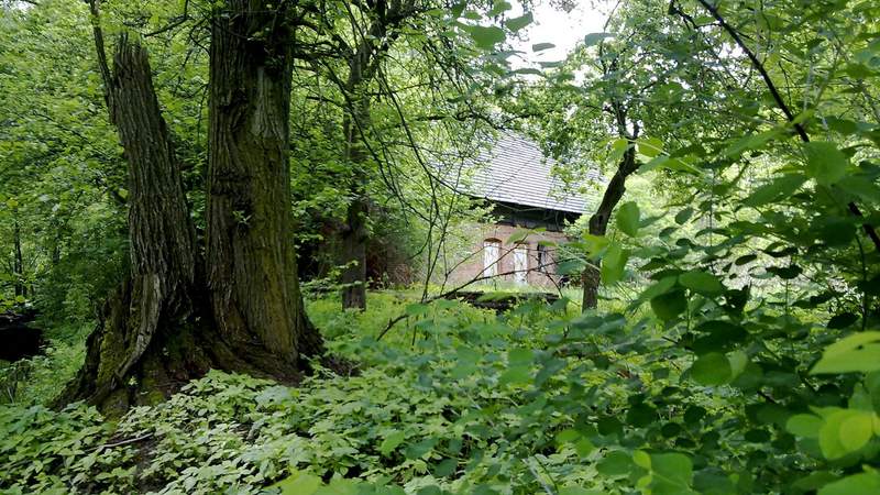 Uriger Hochwald Spreewald