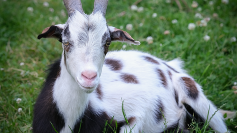 Willi liegt auf der Weider
