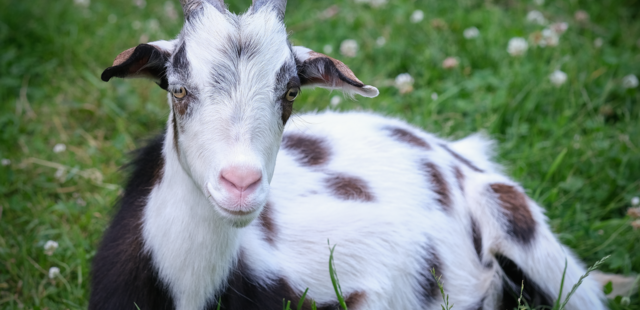 Willi liegt auf der Weider