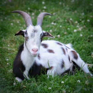 Willi liegt auf der Weider