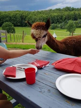 JGA bei Lamas und Alpakas + Brotzeit