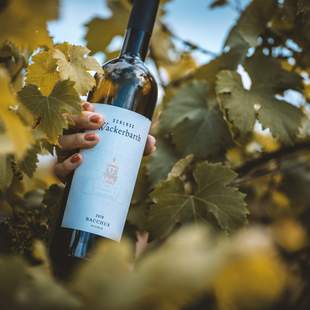 Erlebnistag durch die sächsischen Weinberge
