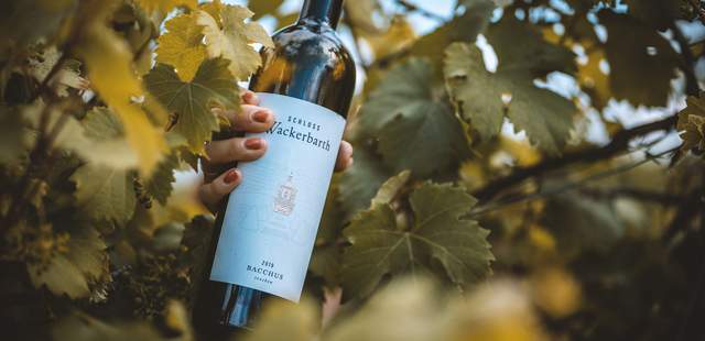 Erlebnistag durch die sächsischen Weinberge