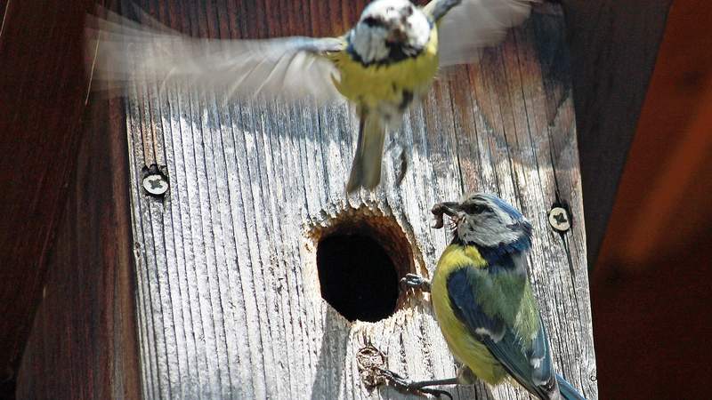 CSR-Event Nistkasten bauen: Natur und Umwelt