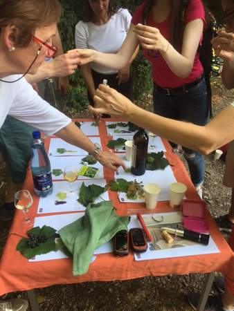 Wein Quiz - Weinverkostung Wein Quiz