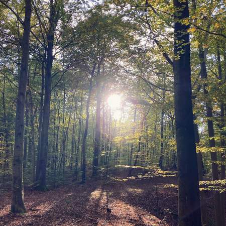WaldBaden in den Wäldern Berlins- Geocaching+