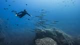 Freitaucher im Fischschwarm
