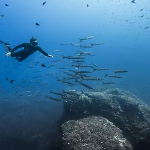 Freitaucher im Fischschwarm ONE BREATH – Expedition auf die Balearen