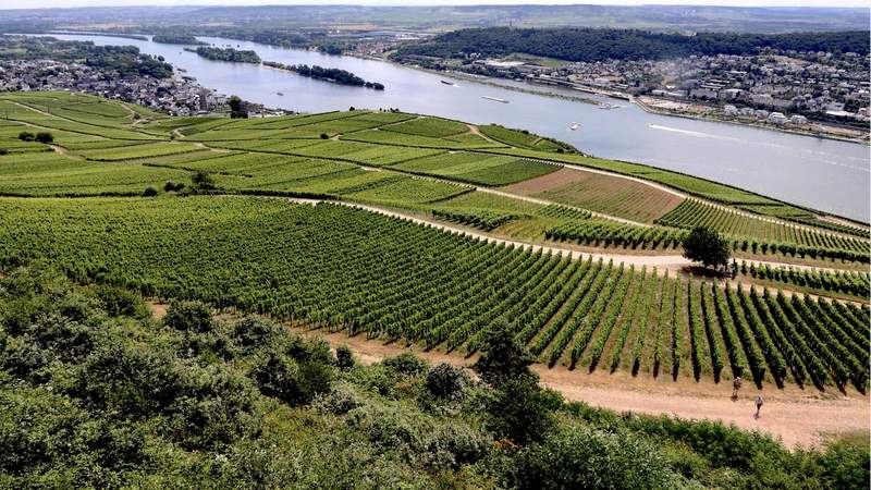 Winzerchallenge Rheingau Weingutfest - Im Rheingau und Rheinhessen