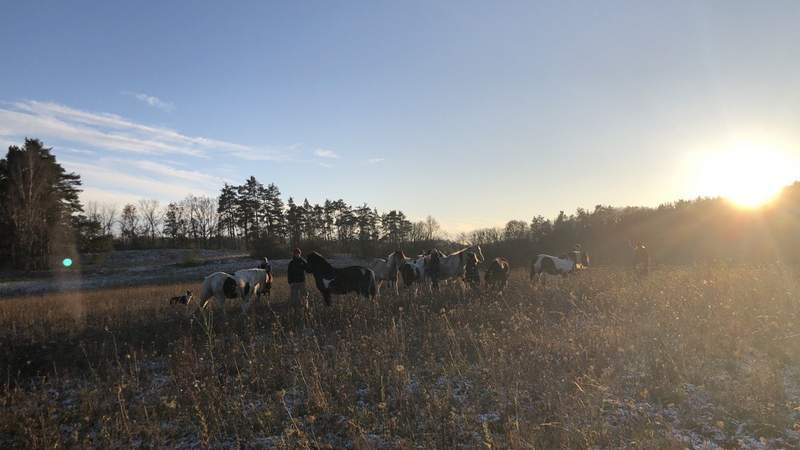 Teamtag auf der Pferdeweide