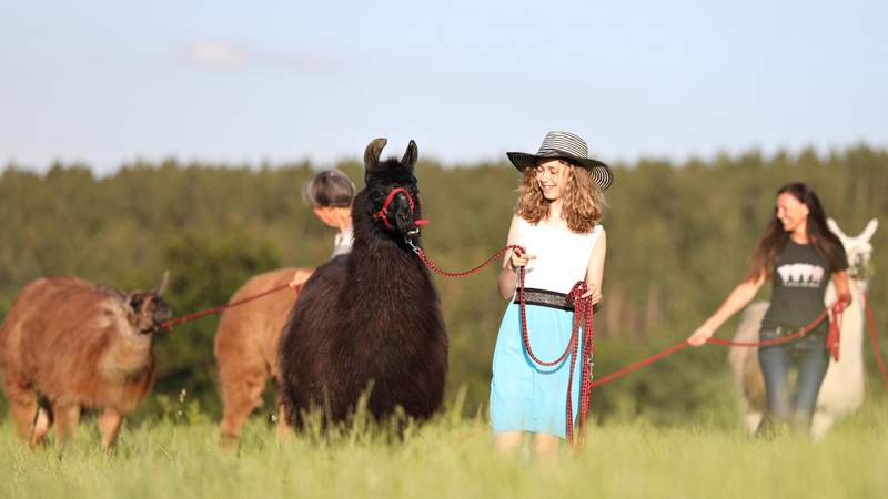 Wir sind das Team - unterwegs mit Lamas