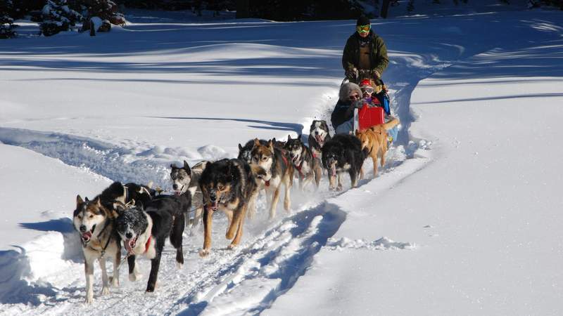 Husky Weihnachtsfeier in den Bergen mit Huskys