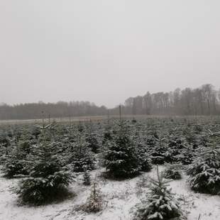 Weihnachtsbaum selber schlagen in Hessen