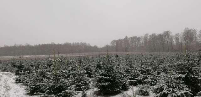 Weihnachtsbaum selber schlagen in Hessen