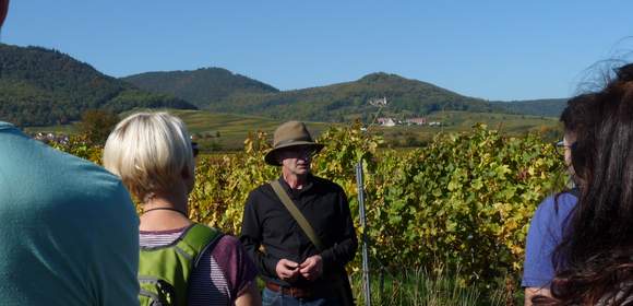 Genussvolle Weinbergwanderung in der Pfalz