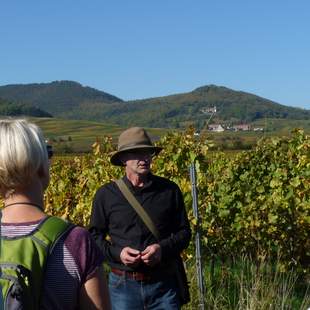 Genussvolle Weinbergwanderung in der Pfalz