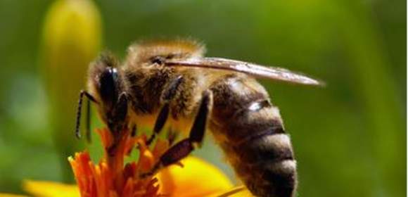 CSR – Projekt Bienen- und Hornissenschutz