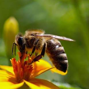 CSR – Projekt Bienen- und Hornissenschutz