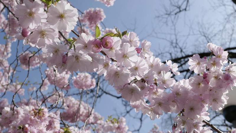 Pfälzer Mandelblüte Pfälzer Mandelblüte