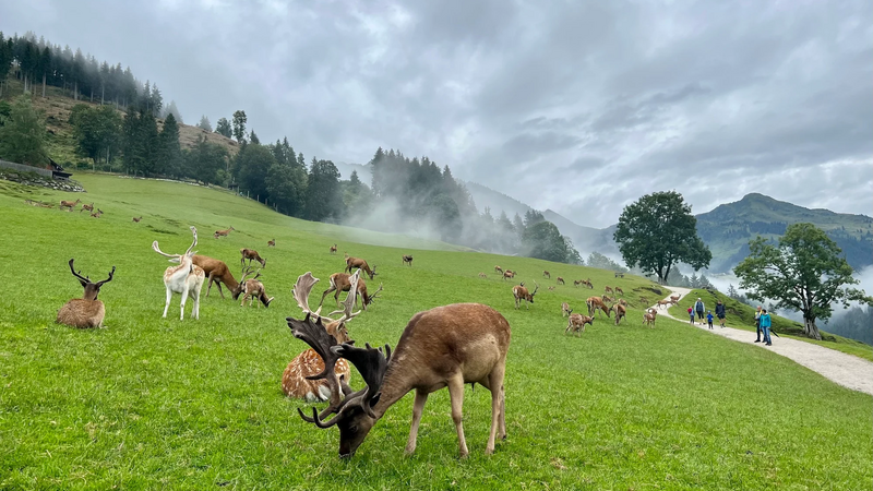 Auf den Spuren von Legenden in Kitzbühel