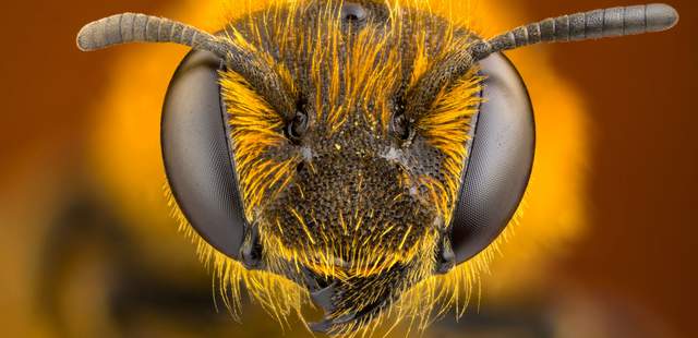 Nachhaltiges Team Event: BEE A TEAM