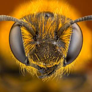 Nachhaltiges Teamevent: BEE A TEAM Nachhaltiges Team Event: BEE A TEAM