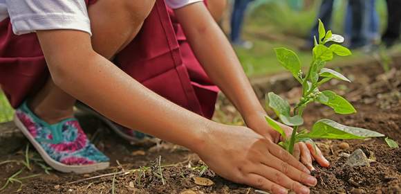 Teamaktivität: Den Wald „Klimafit“ machen