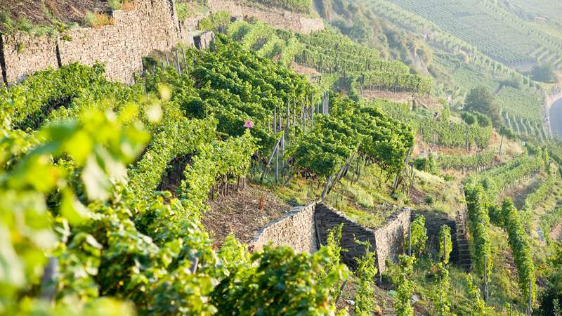 Wine & Work: Tagen an der Mosel - Löf