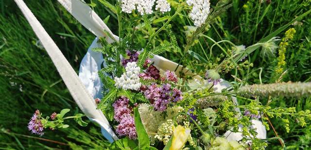 Wildpflanzen Spaziergang mit Picknick