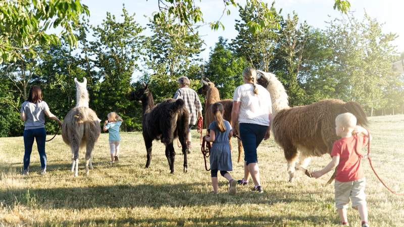 Wir sind das Team - unterwegs mit Lamas