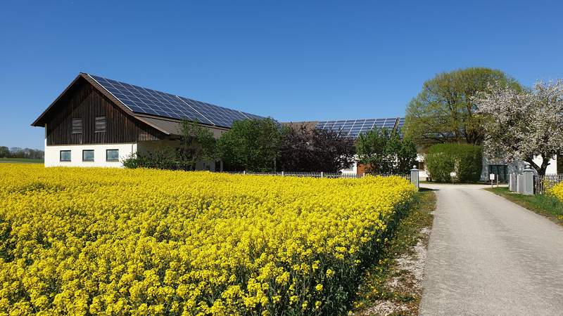 Gummibärchen für Erwachsene selber machen