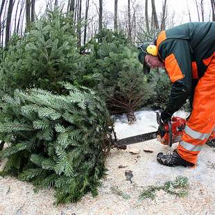 Weihnachtsfeier mit Weihnachtsbaumschlagen