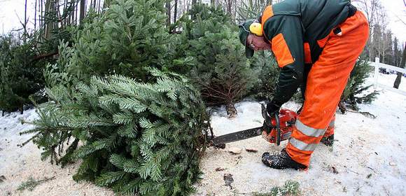 Weihnachtsfeier mit Weihnachtsbaumschlagen