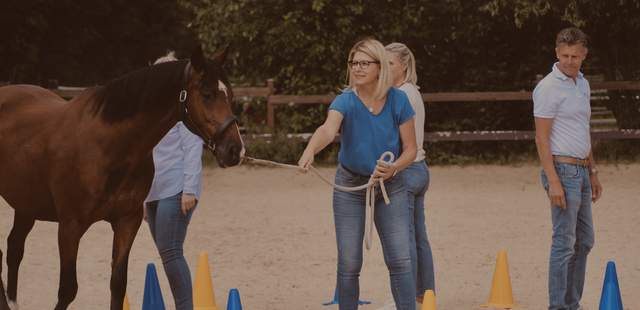 Teamentwicklung mit Pferden