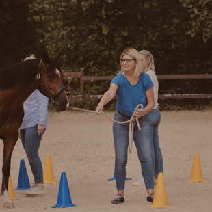 Teamentwicklung mit Pferden