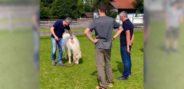 Auszeit mit Pferden Mental Spa: Team-Auszeit mit Pferden