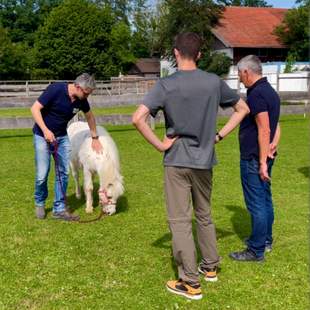 Auszeit mit Pferden Mental Spa: Team-Auszeit mit Pferden